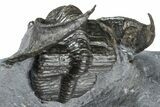 Enrolled Scotoharpes Trilobite - Boudib, Morocco #363012-5